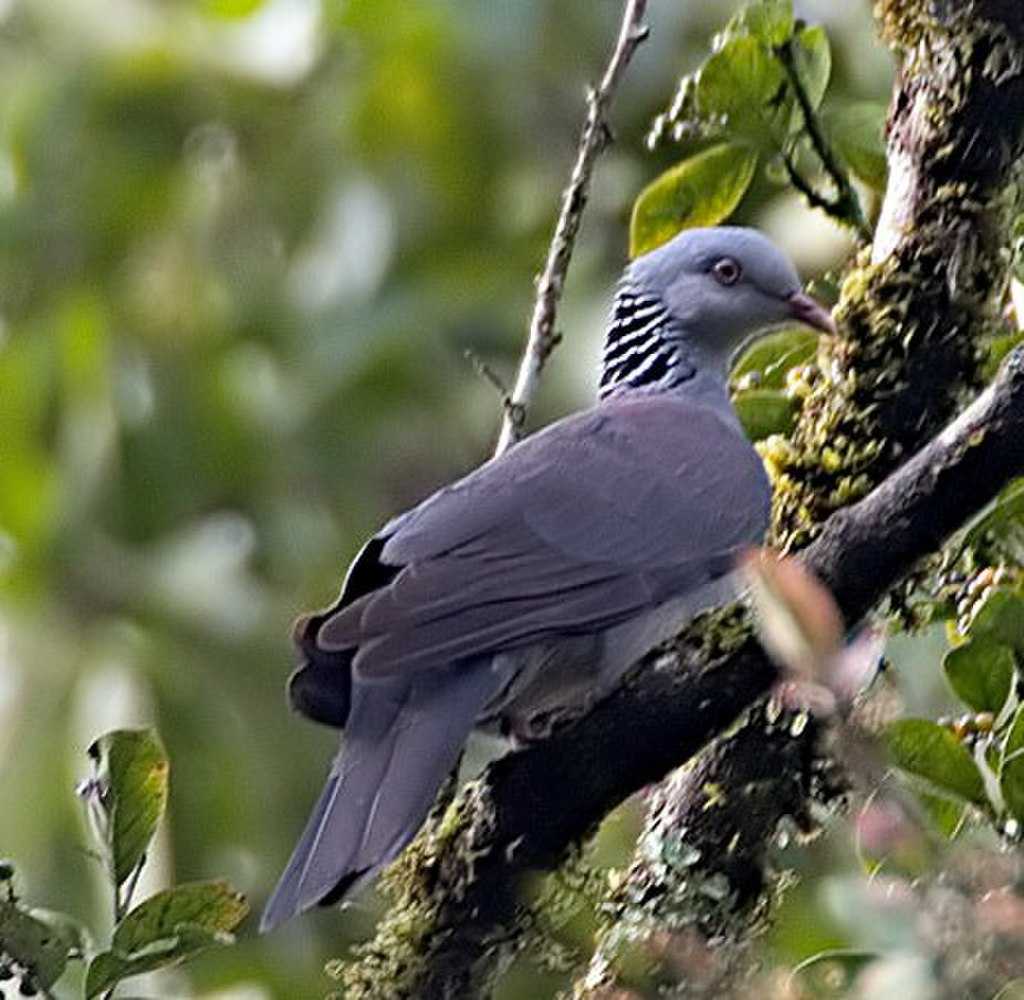 Silent Valley National Park